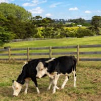 41 Berenice Lane, Riverhead, Auckland