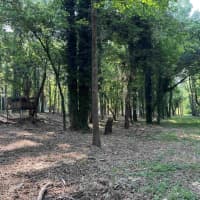 110114 Clear Spring Court, Clemson, SC, 29631