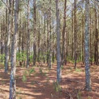  N County Line Rd, Unadilla, GA, 31091