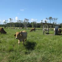  Bilyana Road, Bilyana, QLD, 4854