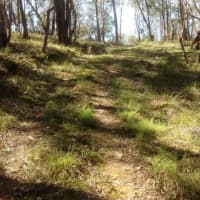 589 Vaughan Springs Rd, Drummond North, VIC, 3446