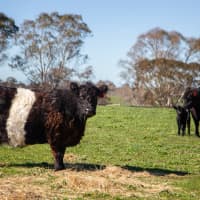 620A Springs Road, Mount Barker Springs, SA, 5251