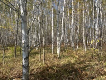 00000 CR-61, Pine City, MN, 55063