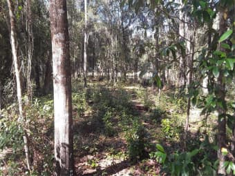  Southeast 204th Court, Umatilla, FL, 32784