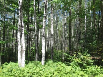 000 Sutherland Road, Mason, WI, 54856