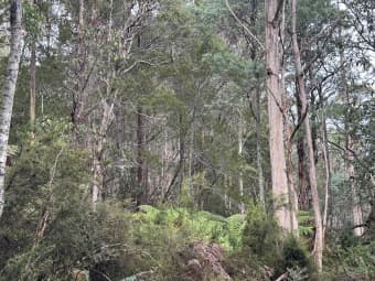 711 Judds Creek Road, Judbury, TAS, 7109
