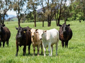 4320 Kiewa Valley Highway, Dederang, VIC, 3691