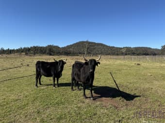 2040 Golden Hwy, Sandy Hollow, NSW, 2333