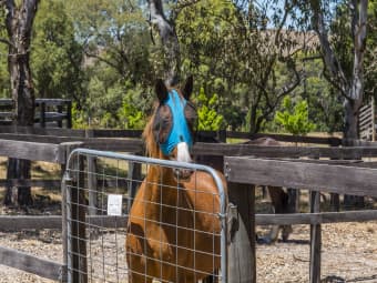 29 Lowden Close, Goldie, VIC, 3435