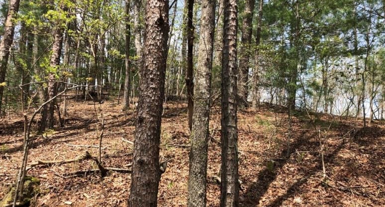 767 Dryad Court Gilmer County GA 30540 SingleFam For Sale