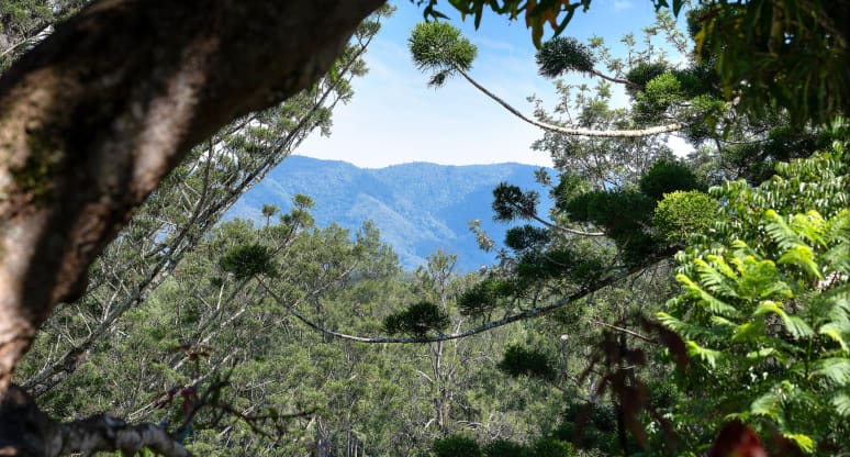 8 Short Street Lane, Bellingen, NSW, 2454